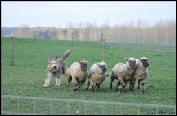 Frenchie et les moutons